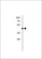 MLLT7 Antibody (N-term)